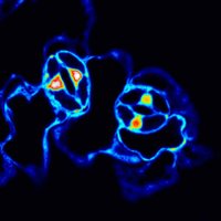 Denise Scuffi (@denscu) 's Twitter Profile