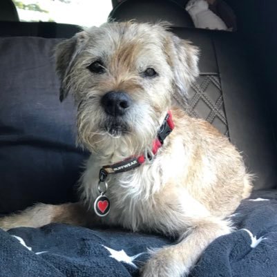 5 December 2003-16 October 2019 originally @GimliBT..but Twitter machine locked me out. I loved life and adventures with my humans..#BTPosse. Missed so much 💔