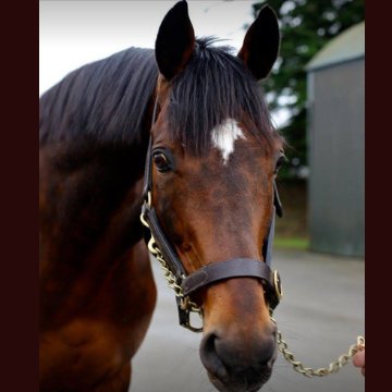 Standing Diamond Boy, Harzand, Pillar Coral & Success Days. National Hunt Stud Farm breeding to sell and race