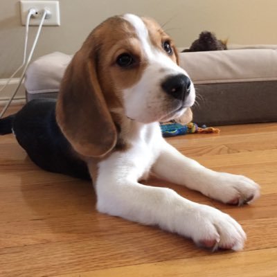 Oliver the Beagle