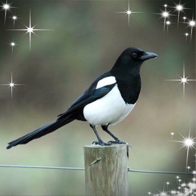 carluca13's profile picture. 