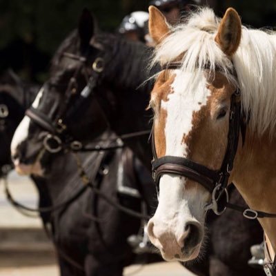 Official Twitter page of the @VancouverPD Mounted Unit. Not monitored 24/7. Call 9-1-1 for emergencies.