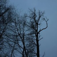 Stéphane Arum (@stephanearum) 's Twitter Profile