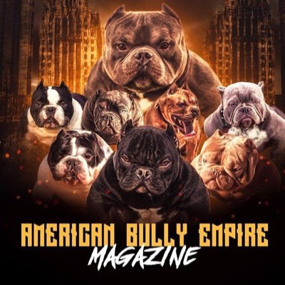 American Bully Empire Magazine 📶  instagram @Americanbully_magazine Facebook- American Bully Empire Magazine