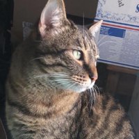 Victory Omole (@vtomole) 's Twitter Profile