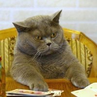 AndyYan (@thesas2regiment) 's Twitter Profile