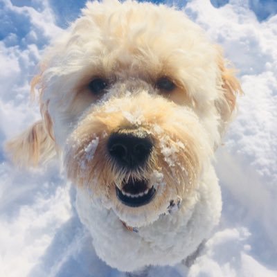 kellygreen514's profile picture. Dog Twitter, Skating Twitter, Gymnastics Twitter. She/her.