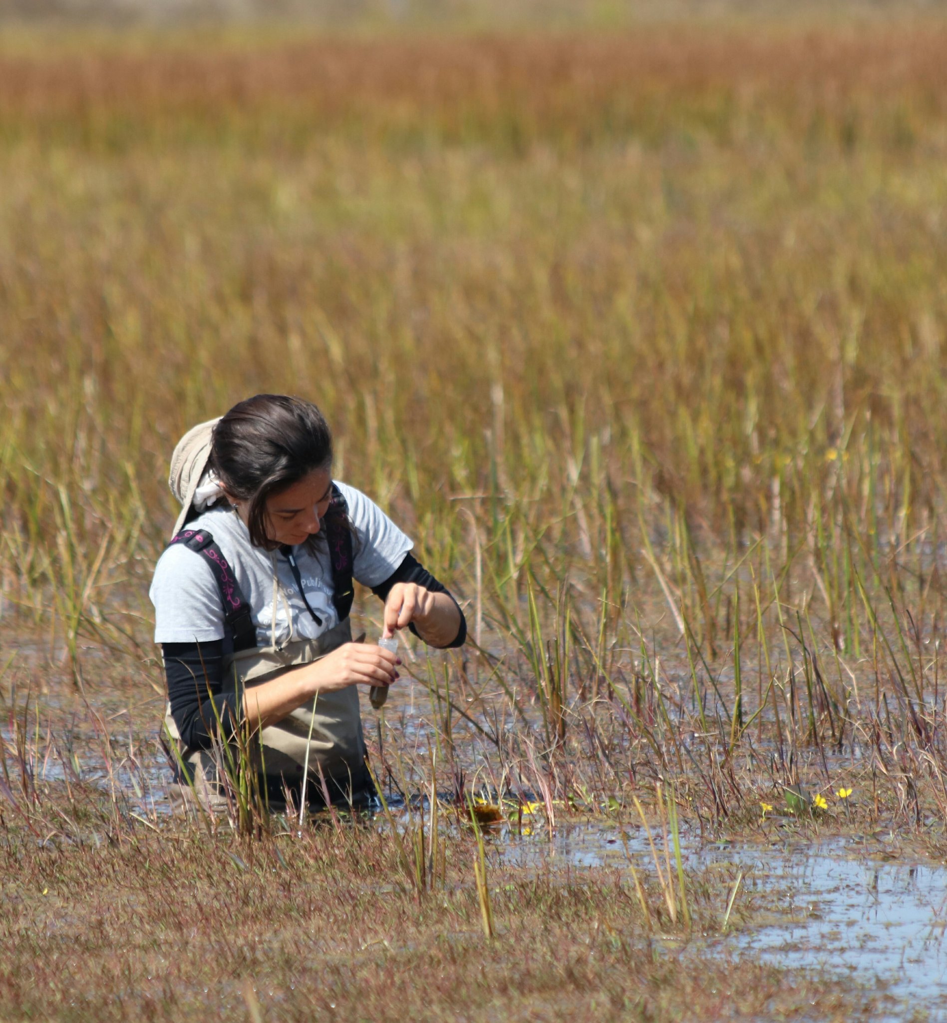 Professor & Wetland Scientist, SWS-IUCN Chair, Associate Editor WetEcoMang AquaBotany WETLANDS, PWS, SNI, #LandscapeGenetics #PlantEcology #Biodiversity