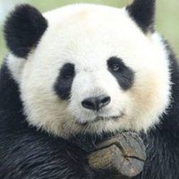 YouDunnoTheMagicWord (@jojo8581657610) 's Twitter Profile