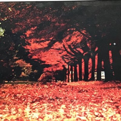 golden43032698's profile picture. 