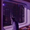 deepsilentwoods's profile picture.