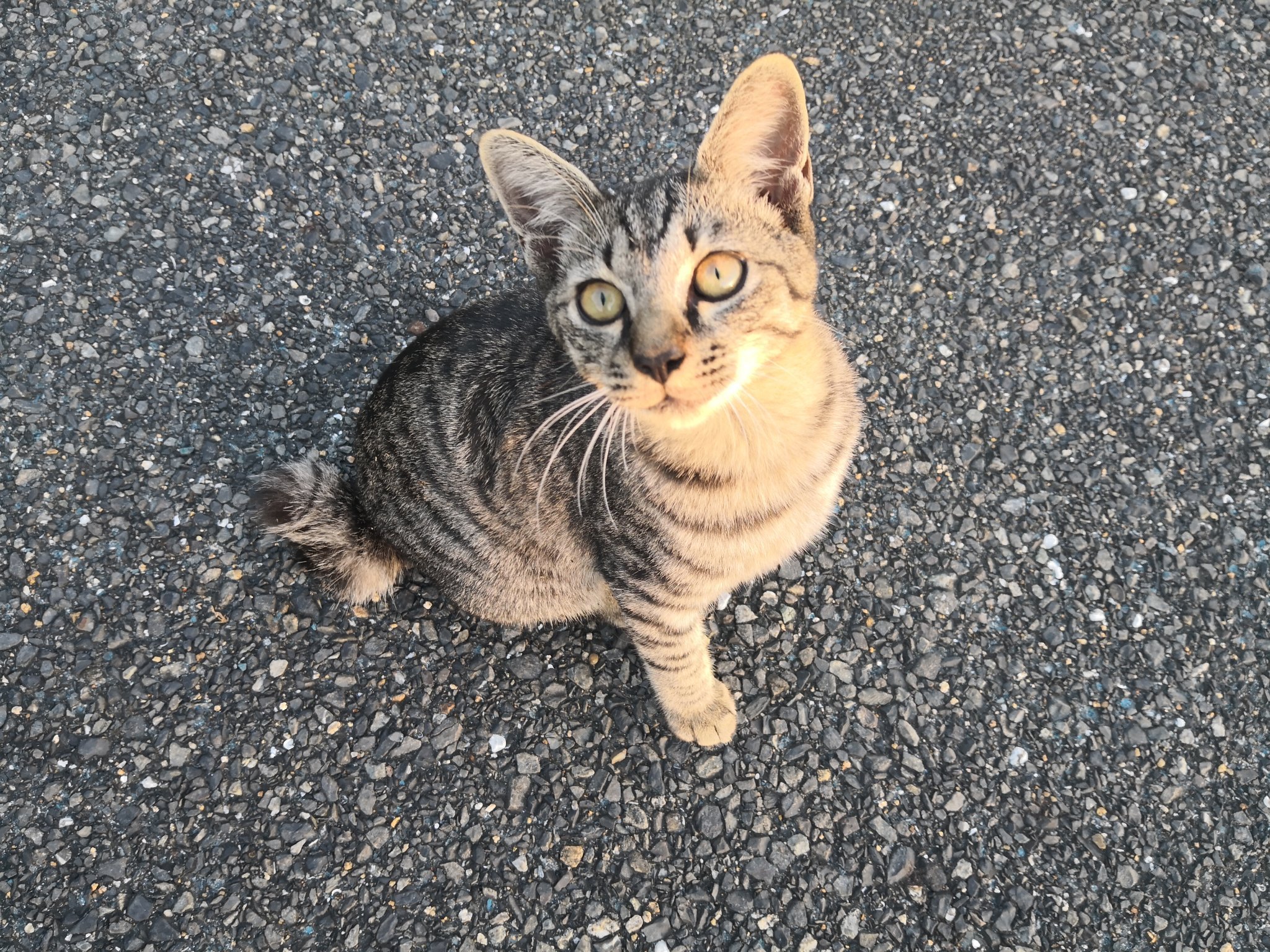 darkness_north9's profile picture. 桃色のアニメ猫。