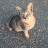 darkness_north9's profile picture. 桃色のアニメ猫。
