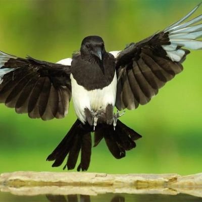 Pecken47's profile picture. Har fler kromosomer än dig!