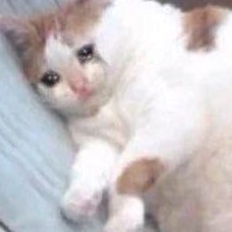 zazabear3o's profile picture. Pisces | INFJ