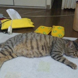 捨て猫、改め、飼い猫のにゃ～太郎です。食べる事と寝る事が趣味にゃんー遊ぶ事も好きです。