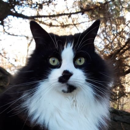 sreneallison's profile picture. Fun loving explorers with American mum and English dad.  we love 🦊🐁🐿🦔🐔🐟