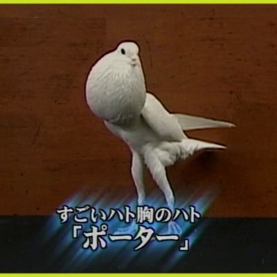 鳩胸ポーター Porter Pigeon Twitter