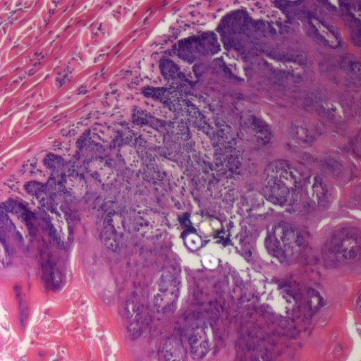 Cell Bio Immuno UdeS Profile