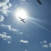 cynthia disanto (@spaghettigirl71) 's Twitter Profile Photo