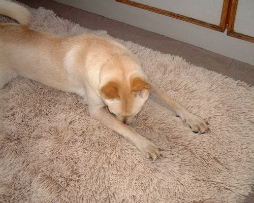 Debra_HK's profile picture. A reader and reading coach; a dog-lover with Welsh genes for rugby and singing in a choir.