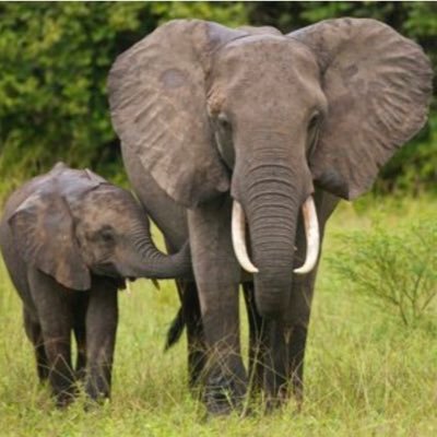 onlyoneplaneta's profile picture. Wildlife | Environment | Animal Welfare | Climate Change | No To Plastic | Social Justice