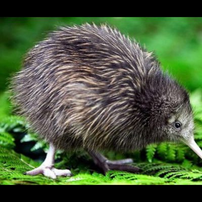 Kilted Kiwi 🥝🏴󠁧󠁢󠁳󠁣󠁴󠁿 enjoying retirement, likes Single Malt , Follow the famous Glasgow Celtic from afar ,would love to see independence in my homeland.