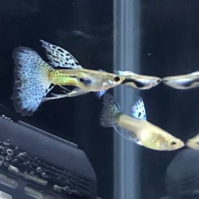 金魚とメダカの郷 とも Tomomedaka Twitter 金魚とメダカの郷 とも Tomomedaka Twitter