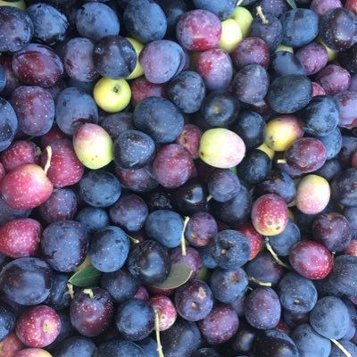 Arbkat's profile picture. Piulades d'Arbeca i la seva gent. RT no vol dir estar-hi d'acord.