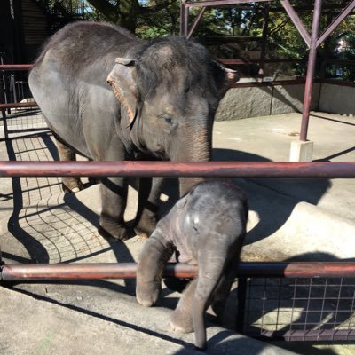 とん🐘さんのプロフィール画像