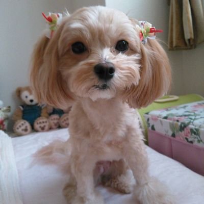 🐶愛犬家ぷりんたん❤️香りフェチ❤️パチスロは身内に誘われたら行くぐらいでﾁﾝﾌﾟﾝｶﾝﾌﾟﾝ🈲営利目的、宗教、エロはスルーしますブロックします🈲転写🈲パニック障害、不安障害もち。通知設定してないのでお返事遅れます🙏