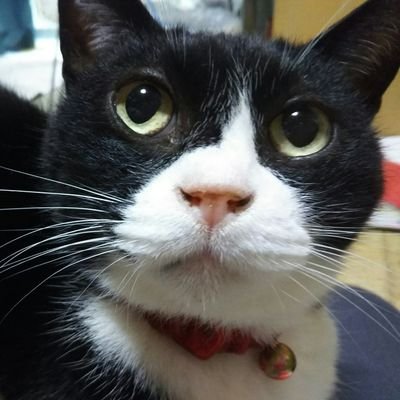 🌕️🐇🍎🌾🦗♡ヨッコ*⁠♡ゆっくりマイペース🥵…🐈‍⬛🐈さんのプロフィール画像
