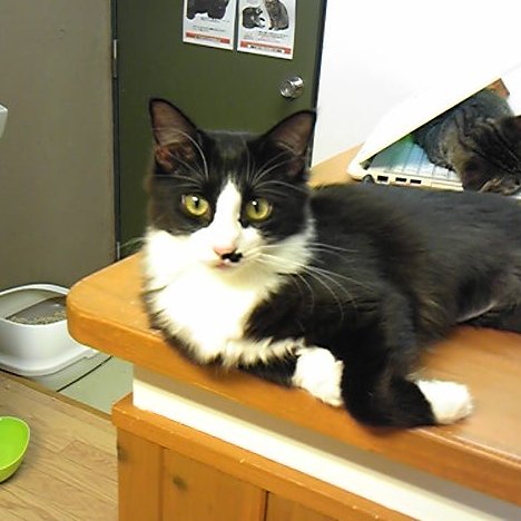 neko_maru702's profile picture. ネコとテニスをこよなく愛するおやじです。😅 最近、野良猫の子猫を手なずけました。時間のある時は、テニス動画を見ています。テニスは、生涯スポーツとしてとらえてます。２４歳で始めて２０年のブランク後復活。その後怪我をしてもなお、好きなテニスでリハビリ中。おじちゃんテニスに合うように、フォームと考え方をリニュアル中です。