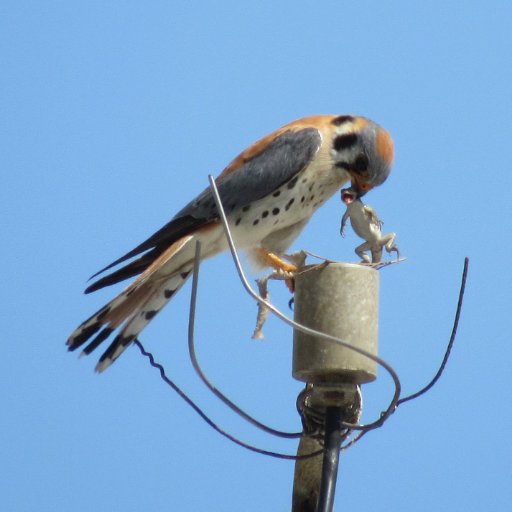 Master's Student in UCLA EEB Department. Focal species: Juncos. #Ornithology