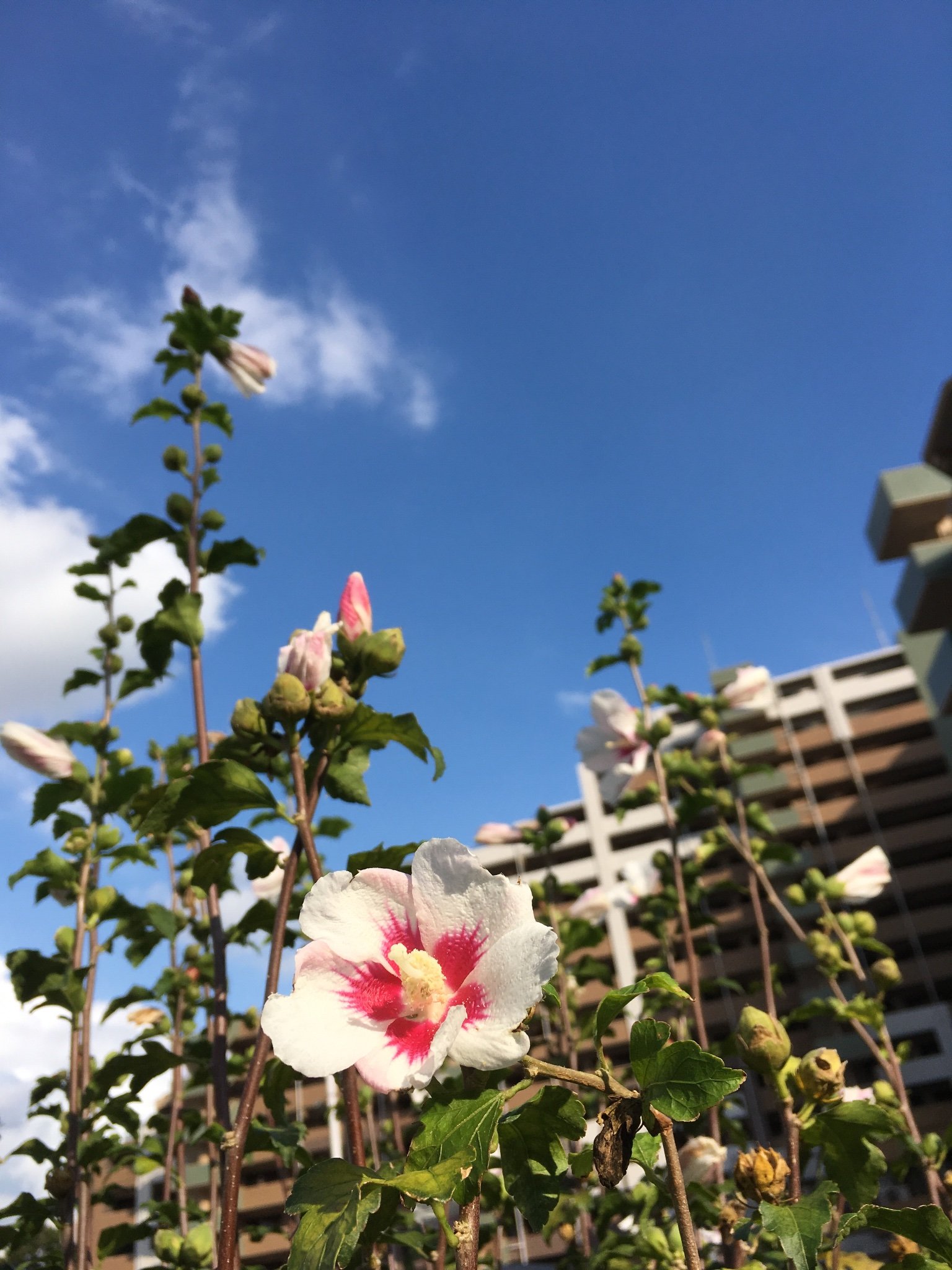 AnnaAbdulHamid's profile picture. do i look like i care?