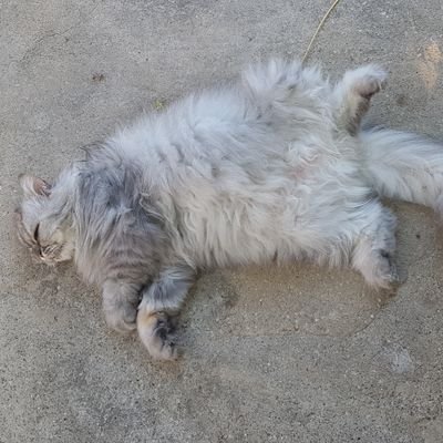 mikeschulzfb's profile picture. 