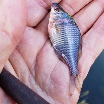 tsukeita2's profile picture. 写真📷釣り🎣が好き。たまに歌舞伎と文楽はコロナ禍で行けてません。最近は苔。Perfume大好き♥