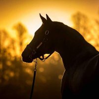 Batsford Stud (@batsfordstud) 's Twitter Profile Photo Batsford Stud (@batsfordstud) 's Twitter Profile Photo