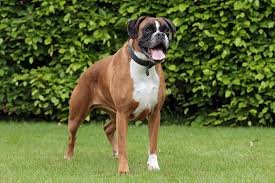 Do you love Boxer? This page is all about Boxer and the people who love them.. Boxer are awesome. I Love Boxer ★Don't forget to follow me