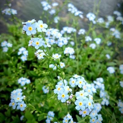 さきほ.さんのプロフィール画像