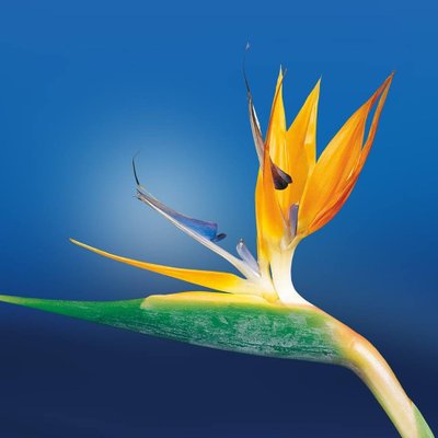Fioripedia Com Auguri Di Buon Onomastico A Tutti Gli Stefano E Le Stefania Auguri Buononomastico Stefano Stefania Fiori Flowers Rose T Co 35u9lp0txb