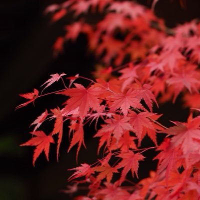 MiYBiphoto1's profile picture. 写真撮る人/東京/ポートレート/スナップ/風景/ #portrait / #streetphotography/Header→ @Hina___Shooting