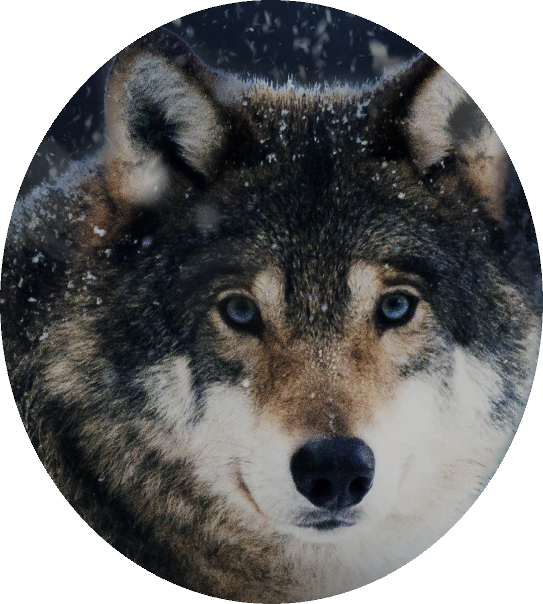 WolfPesky's profile picture. 