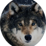 WolfPesky's profile picture. 