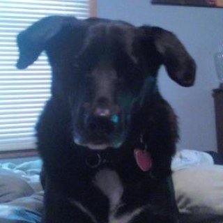 AdamLich's profile picture. 