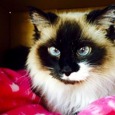 CoCoChaneltheC1's profile picture. Rest in peace my lil blue-eyed CoCo. "...me in my shirt-tails, her with her whiskers...me and the cat." Tweets now by me, Prissy Kitty!🐱
