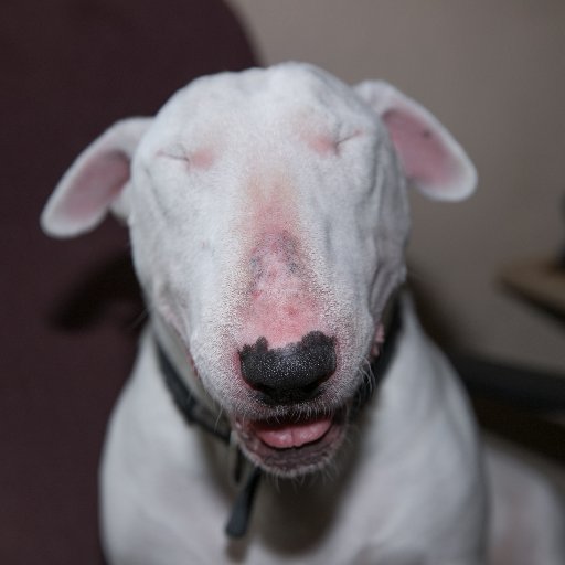 We are a family of many English Bullterriers. We get up to all sorts of things most of them BAD!
