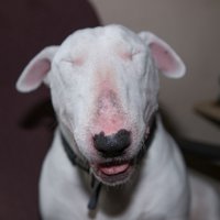 TheOrtonFamily (@orton_bullies) 's Twitter Profile Photo TheOrtonFamily (@orton_bullies) 's Twitter Profile Photo