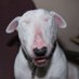 TheOrtonFamily (@orton_bullies) Twitter profile photo TheOrtonFamily (@orton_bullies) Twitter profile photo