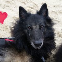 Rio ❤ The Belgian Tervuren(@arc_shepherd) 's Twitter Profile Photo